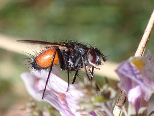 Réf. 329 470 : Eriothrix rufomaculata